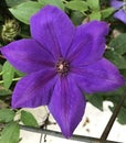 Clematis